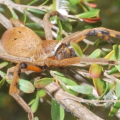 Neosparassus patellatus (Tasmanian Badge Huntsman) at QPRC LGA - 26 Dec 2022 by Harrisi