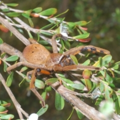 Neosparassus patellatus at Krawarree, NSW - 26 Dec 2022