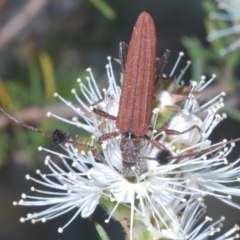 Tropis sp. (genus) (Longhorn or longicorn beetle) at Karabar, NSW - 24 Dec 2022 by Harrisi