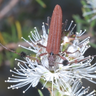 Tropis sp. (genus) (Longhorn or longicorn beetle) at Mount Jerrabomberra QP - 24 Dec 2022 by Harrisi