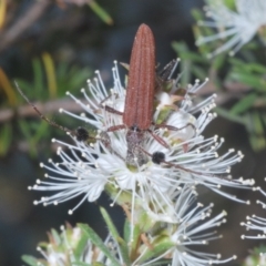 Tropis sp. (genus) at Karabar, NSW - 24 Dec 2022