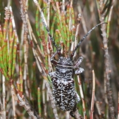 Rhytiphora sp. near simsoni (Rhytiphora 'Wyanbene') at QPRC LGA - 26 Dec 2022 by Harrisi