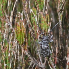 Rhytiphora sp. near simsoni at suppressed - 26 Dec 2022