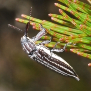 Rhinotia regalis at Wyanbene, NSW - 26 Dec 2022