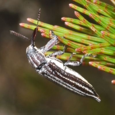 Rhinotia regalis (A belid weevil) at Wyanbene, NSW - 26 Dec 2022 by Harrisi