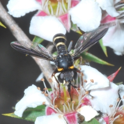 Australoconops sp. (genus) (A thick-headed fly) at Tinderry, NSW - 26 Dec 2022 by Harrisi