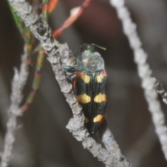 Castiarina sexplagiata (Jewel beetle) at QPRC LGA - 26 Dec 2022 by Harrisi