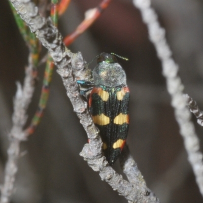 Castiarina sexplagiata (Jewel beetle) at QPRC LGA - 26 Dec 2022 by Harrisi