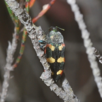 Castiarina sexplagiata (Jewel beetle) at Wyanbene, NSW - 26 Dec 2022 by Harrisi