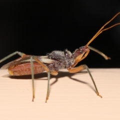 Unidentified Assassin bug (Reduviidae) at Wellington Point, QLD - 24 Dec 2022 by TimL