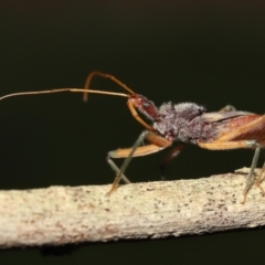Pristhesancus plagipennis at Wellington Point, QLD - suppressed