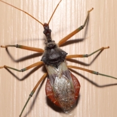 Pristhesancus plagipennis at Wellington Point, QLD - suppressed