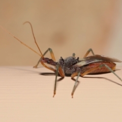 Pristhesancus plagipennis at Wellington Point, QLD - suppressed