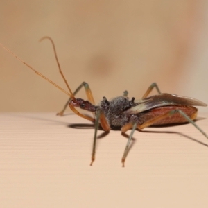 Reduviidae (family) at Wellington Point, QLD - suppressed