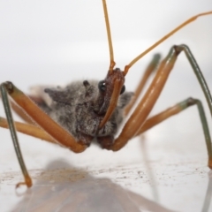 Pristhesancus plagipennis at Wellington Point, QLD - suppressed