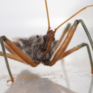 Pristhesancus plagipennis at Wellington Point, QLD - suppressed