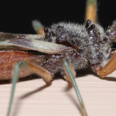 Unverified Mite and Tick (Acarina) by TimL