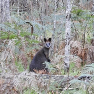 Wallabia bicolor at Tawonga, VIC - 28 Apr 2019