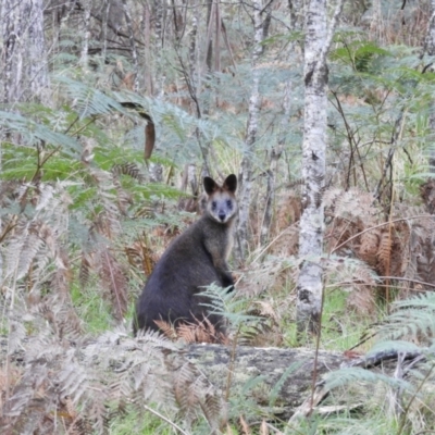 Wallabia bicolor (Swamp Wallaby) at Alpine Shire - 27 Apr 2019 by MatthewFrawley