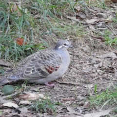 Phaps chalcoptera (Common Bronzewing) at Alpine Council - 27 Apr 2019 by MatthewFrawley