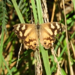 Unidentified Nymph (Nymphalidae) at Tawonga, VIC - 28 Apr 2019 by MatthewFrawley