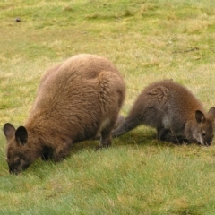 Notamacropus rufogriseus (Red-necked Wallaby) at Cradle Mountain National Park - 25 Jan 2011 by MatthewFrawley