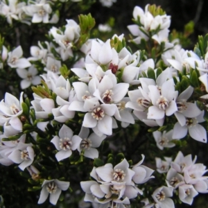 Boronia citriodora at Cradle Mountain, TAS - 26 Jan 2011 06:34 PM