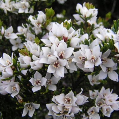 Boronia citriodora (Lemon-scented Boronia) at Cradle Mountain National Park - 26 Jan 2011 by MatthewFrawley