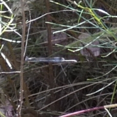 Austrolestes sp. (genus) (Ringtail damselfy) at Queanbeyan West, NSW - 27 Dec 2022 by Paul4K