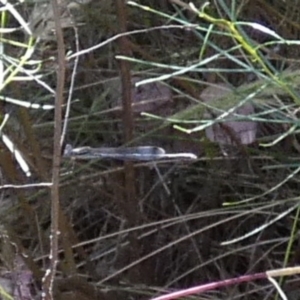 Austrolestes sp. (genus) at Queanbeyan West, NSW - 28 Dec 2022 07:24 AM