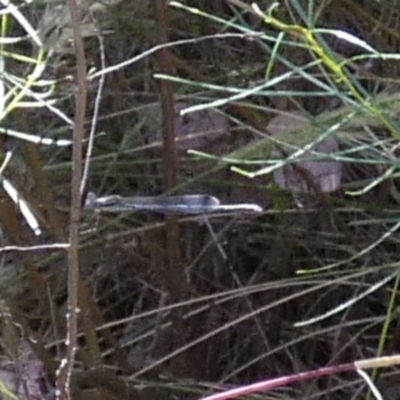 Austrolestes sp. (genus) (Ringtail damselfy) at Queanbeyan West, NSW - 27 Dec 2022 by Paul4K