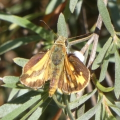 Ocybadistes walkeri (Green Grass-dart) at QPRC LGA - 27 Dec 2022 by Paul4K