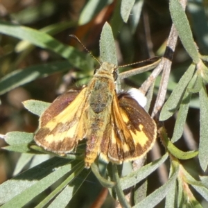 Ocybadistes walkeri at Queanbeyan West, NSW - 28 Dec 2022 07:27 AM