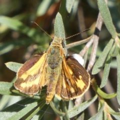 Ocybadistes walkeri at Queanbeyan West, NSW - 28 Dec 2022 07:27 AM