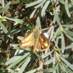 Ocybadistes walkeri at Queanbeyan West, NSW - 28 Dec 2022 07:27 AM