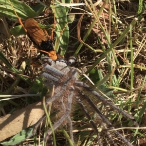 Cryptocheilus bicolor at Cook, ACT - 28 Dec 2022
