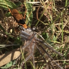 Cryptocheilus bicolor (Orange Spider Wasp) at Cook, ACT - 27 Dec 2022 by rmander