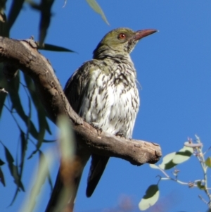 Oriolus sagittatus at Queanbeyan West, NSW - 28 Dec 2022