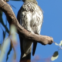 Oriolus sagittatus at Queanbeyan West, NSW - 28 Dec 2022