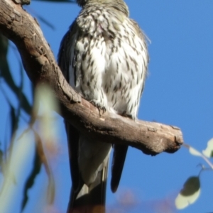 Oriolus sagittatus at Queanbeyan West, NSW - 28 Dec 2022