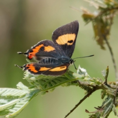 Pseudalmenus chlorinda (Silky Hairstreak) at Cotter River, ACT - 27 Dec 2022 by DPRees125