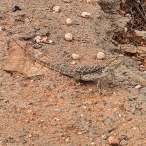 Pogona vitticeps at Silverton, NSW - 28 Dec 2022