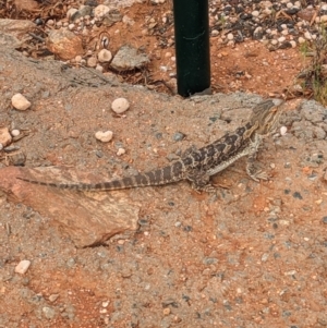 Pogona vitticeps at Silverton, NSW - 28 Dec 2022 07:50 AM