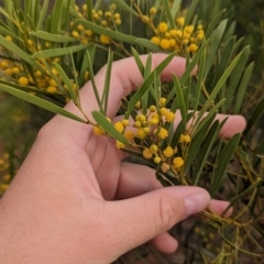 Acacia beckleri (Barrier Range Wattle) at Living Desert State Park - 27 Dec 2022 by Darcy