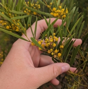 Acacia beckleri at Silverton, NSW - 28 Dec 2022