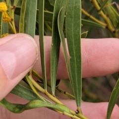 Acacia beckleri at Silverton, NSW - 28 Dec 2022