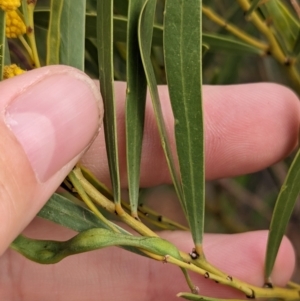 Acacia beckleri at Silverton, NSW - 28 Dec 2022 07:55 AM