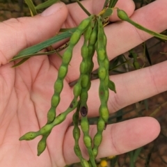 Acacia beckleri at Silverton, NSW - 28 Dec 2022