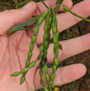 Acacia beckleri at Silverton, NSW - 28 Dec 2022