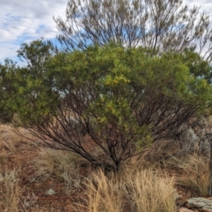 Acacia beckleri at Silverton, NSW - 28 Dec 2022